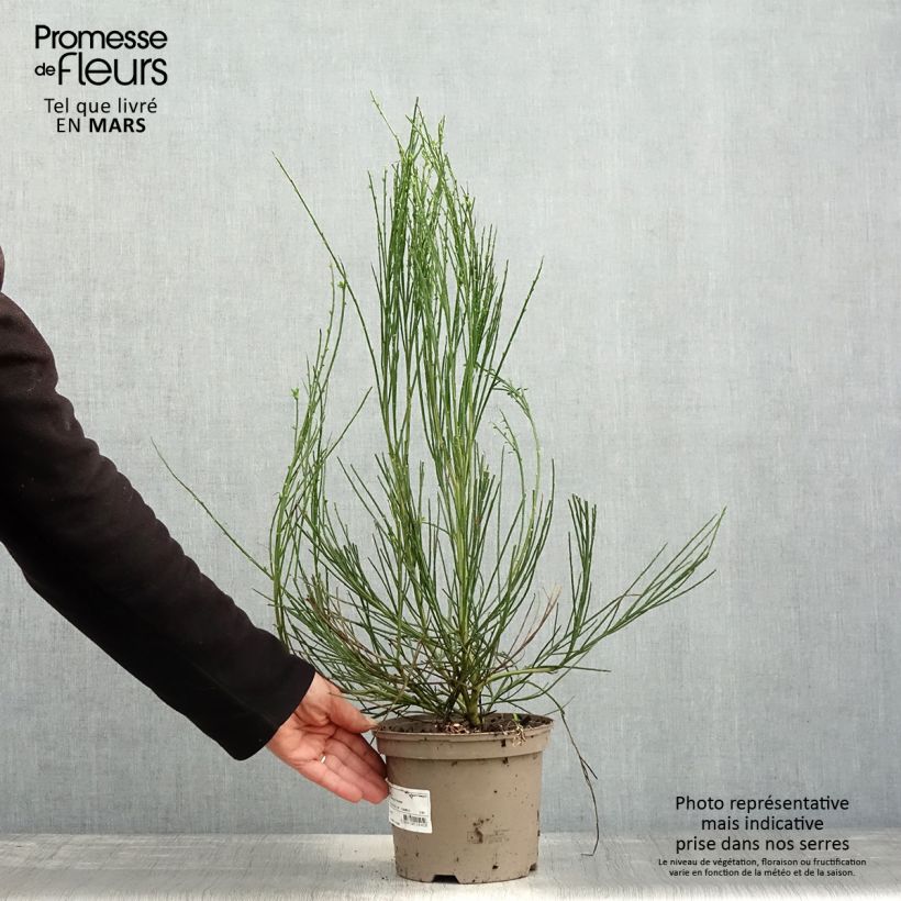 Amostra de Cytisus scoparius Vanesse Vaso de 2 L/3 L tal como entregue na primavera