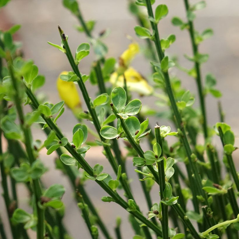 Cytisus scoparius Vanesse (Folhagem)
