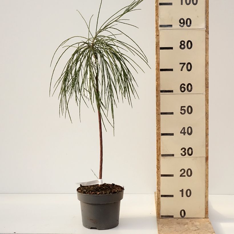 Amostra de Genêt à balais sur tige - Cytisus scoparius Golden Tears Vaso de 4 L/5 L tal como entregue no inverno