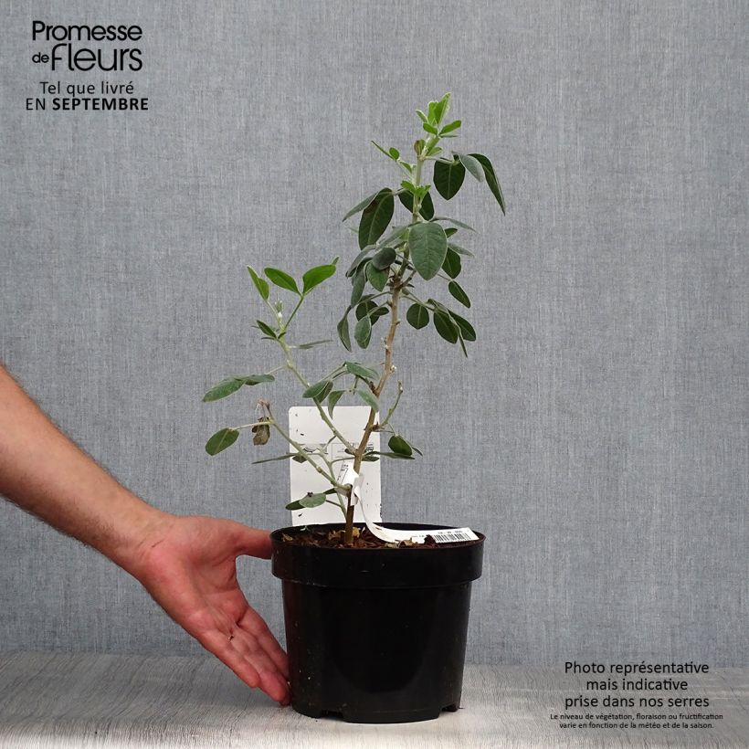 Amostra de Cytisus battandieri Vaso de 3 L/4 L tal como entregue no outono