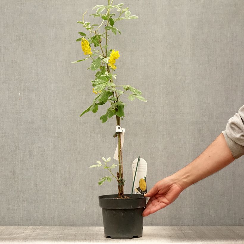 Amostra de Cytisus battandieri Vaso de 3 L/4 L tal como entregue no verão