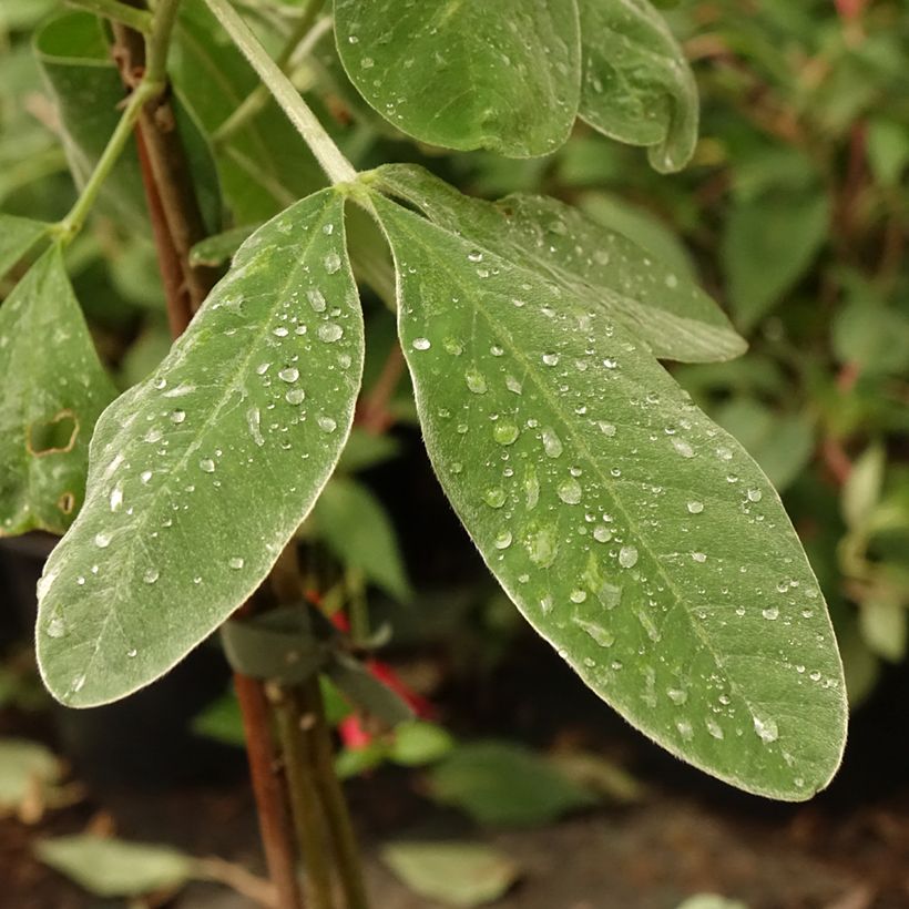 Cytisus battandieri (Folhagem)