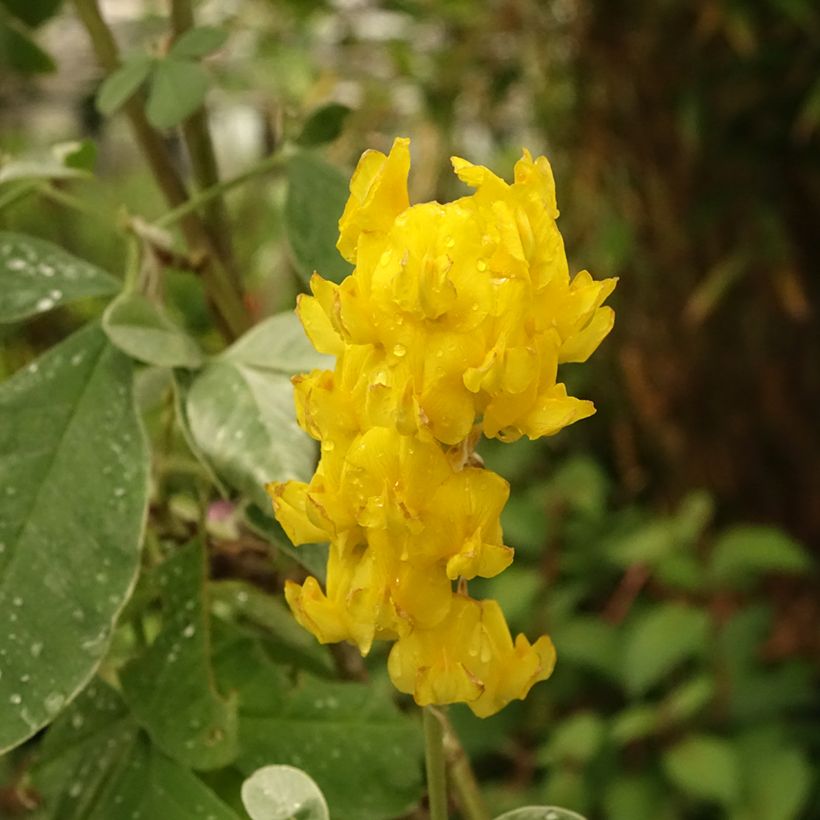 Cytisus battandieri (Floração)
