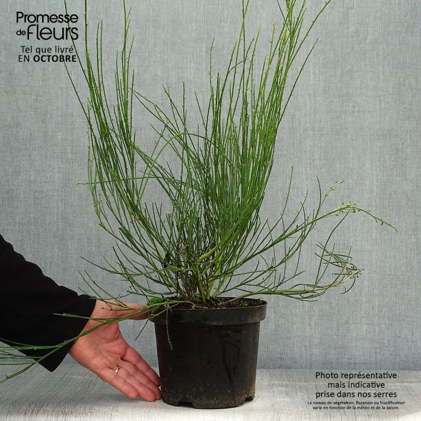 Amostra de Cytisus scoparius Golden Sunlight Vaso de 2 L/3 L tal como entregue no outono