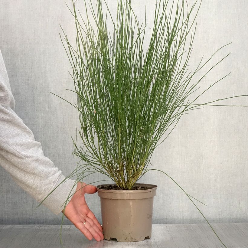 Amostra de Cytisus precox Hollandia Vaso de 2 L/3 L tal como entregue no outono