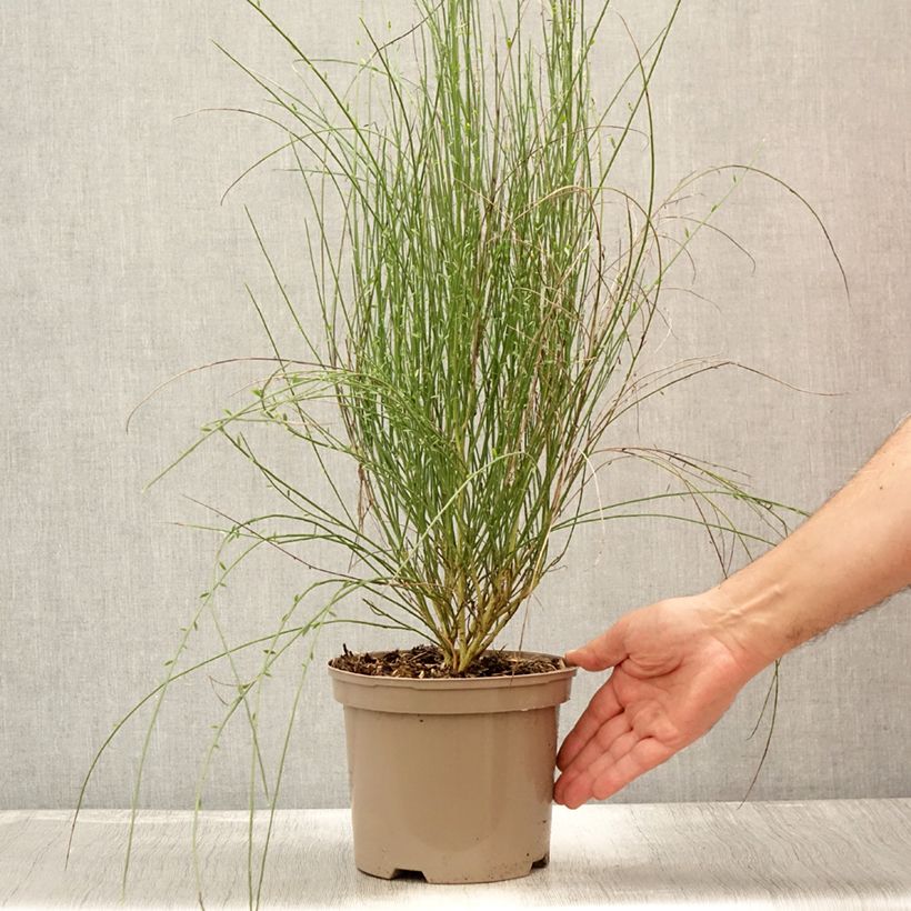 Amostra de Cytisus precox Hollandia Vaso de 2 L/3 L tal como entregue no verão