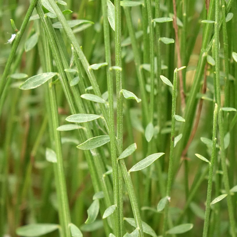 Cytisus precox Hollandia (Folhagem)