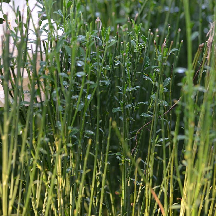 Cytisus procumbens Zeelandia (Folhagem)