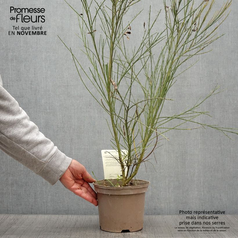Amostra de Cytisus scoparius Palette Vaso de 2 L/3 L tal como entregue no outono