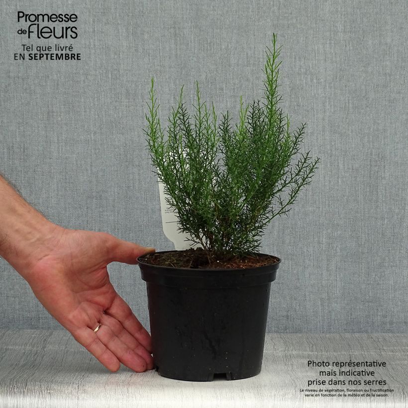 Amostra de Genista hispanica Vaso de 2 L/3 L tal como entregue no outono