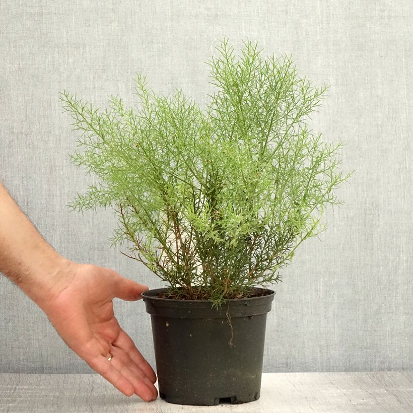 Amostra de Genista hispanica Vaso de 2 L/3 L tal como entregue no verão