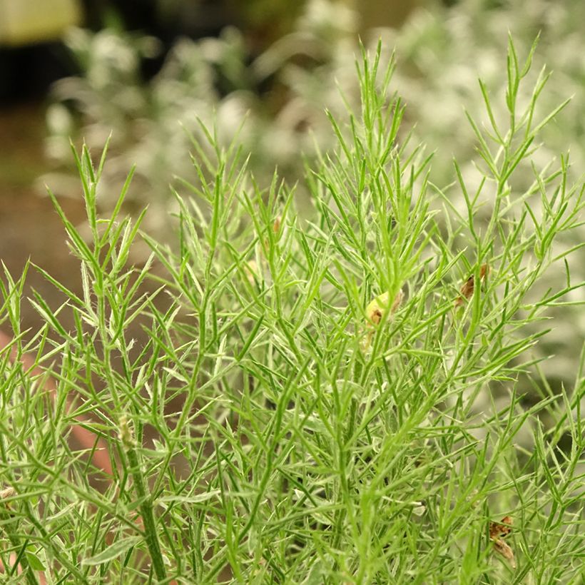 Genista hispanica (Folhagem)