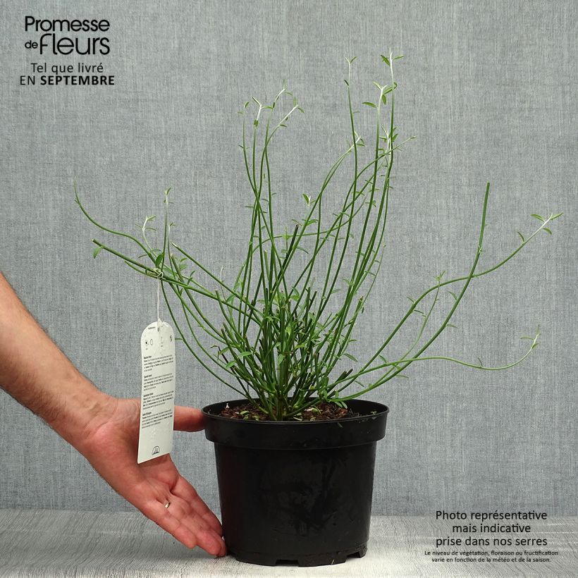 Amostra de Spartium junceum Vaso de 2 L/3 L tal como entregue no outono