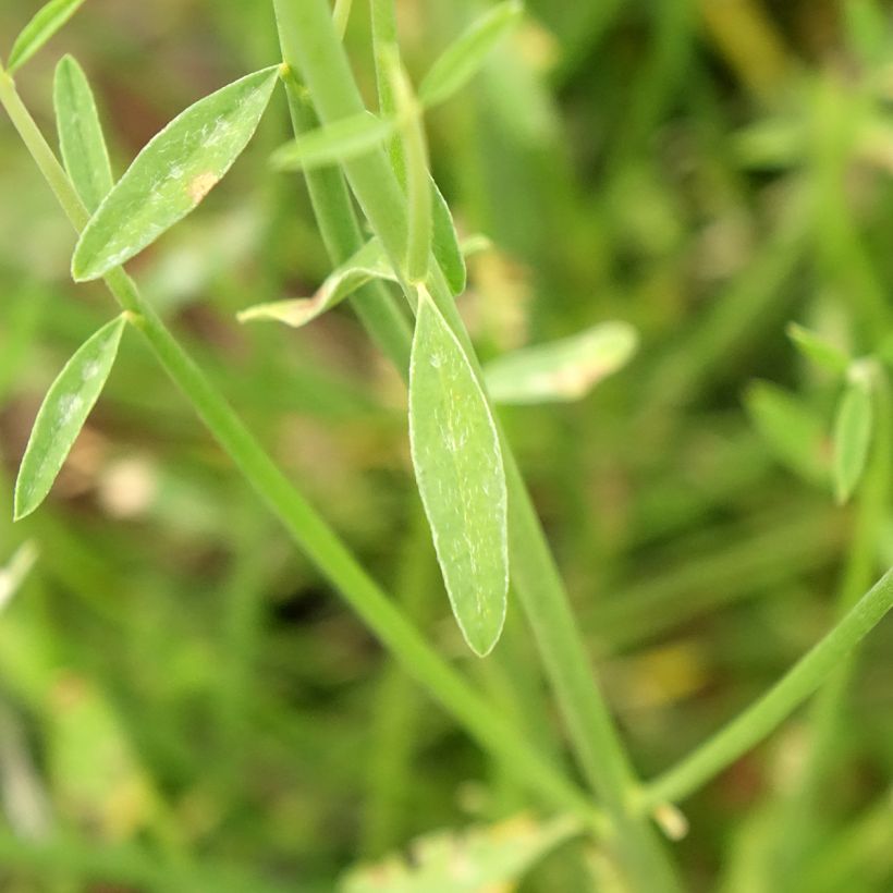 Spartium junceum (Folhagem)