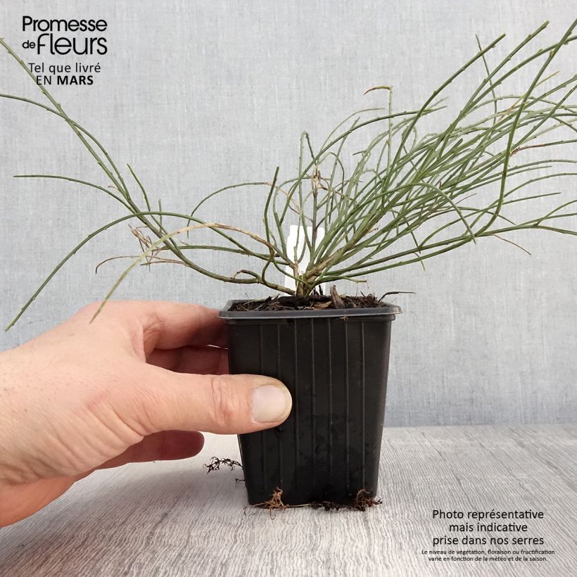 Amostra de Genista lydia Vaso de 8/9 cm tal como entregue na primavera