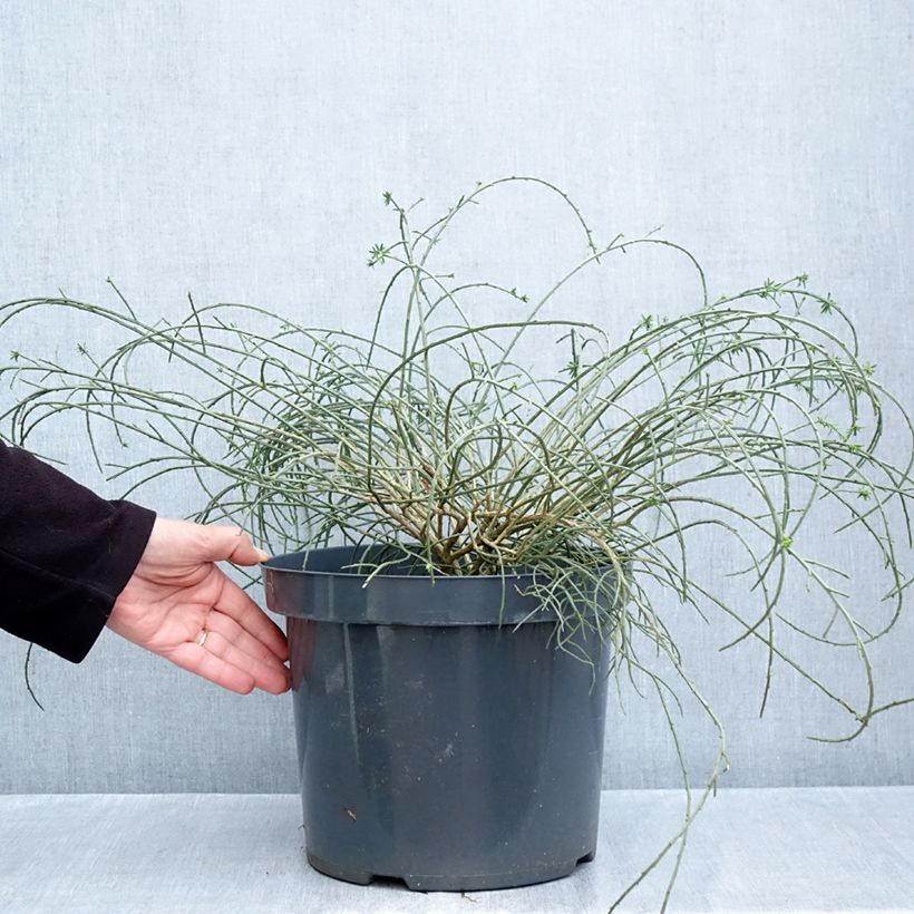 Amostra de Genista lydia Vaso de 7,5 L/10 L tal como entregue no outono