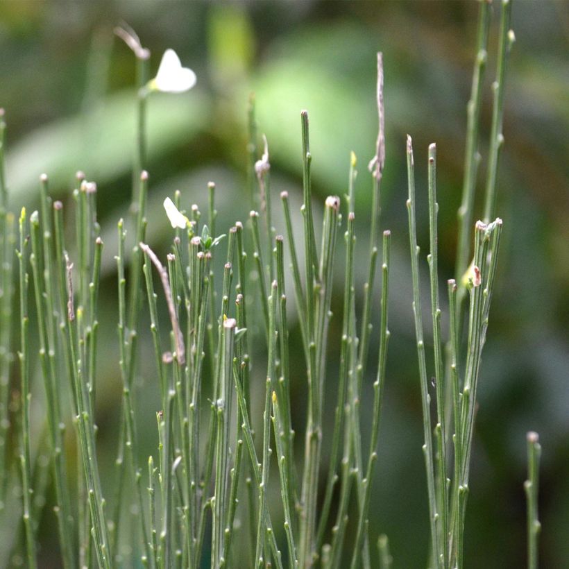 Cytisus praecox Albus (Folhagem)