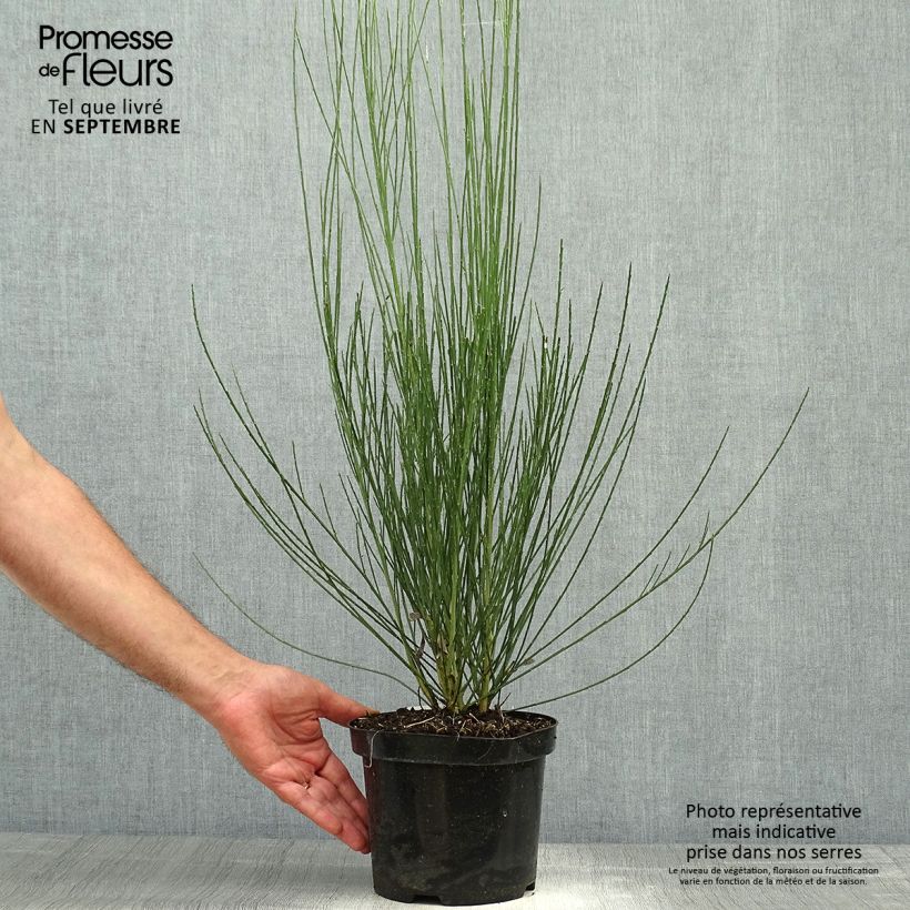 Amostra de Cytisus praecox Albus Vaso de 2 L/3 L tal como entregue no outono
