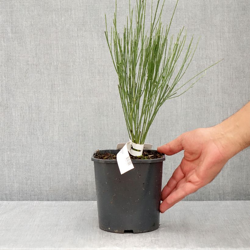 Amostra de Cytisus praecox Albus Vaso de 2 L/3 L tal como entregue no verão