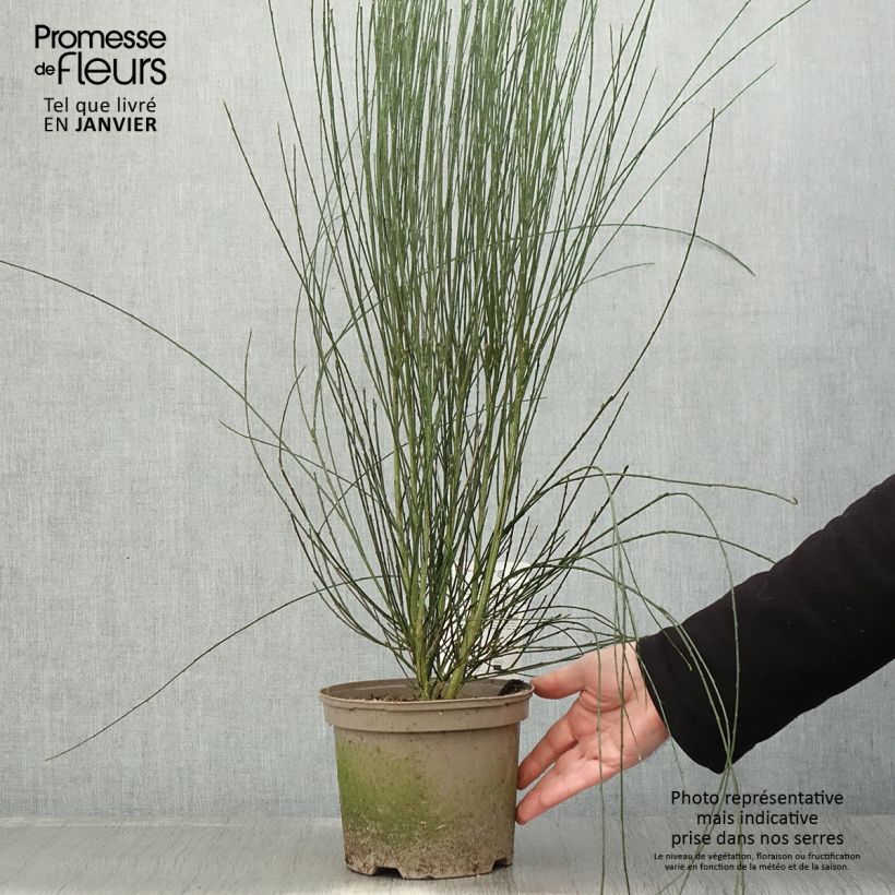 Amostra de Genêt précoce - Cytisus praecox Albus Vaso de 2 L/3 L tal como entregue no inverno