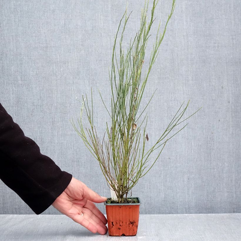 Amostra de Cytisus praecox Allgold Vaso de 8/9 cm tal como entregue no outono