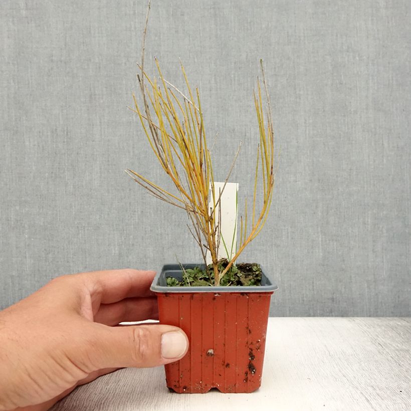 Amostra de Cytisus praecox Allgold Vaso de 8/9 cm tal como entregue no verão