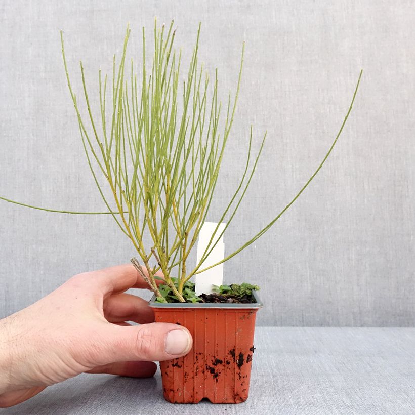 Amostra de Cytisus praecox Allgold Vaso de 8/9 cm tal como entregue no inverno