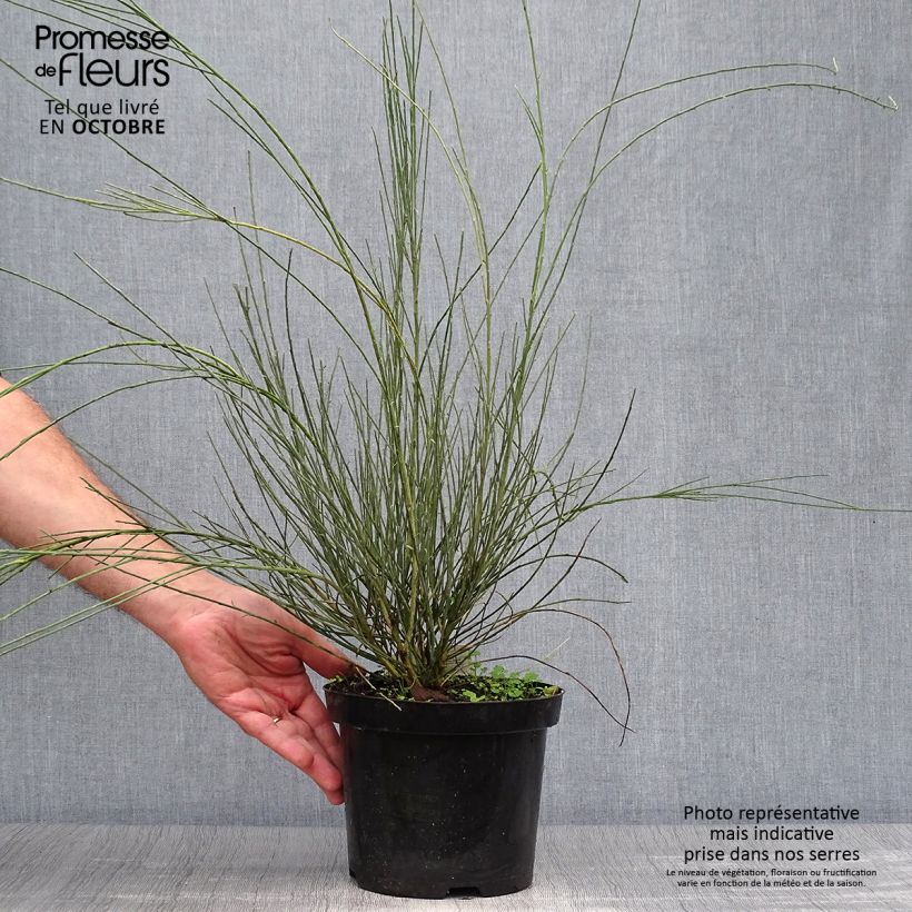 Amostra de Cytisus praecox Allgold Vaso de 2 L/3 L tal como entregue no outono
