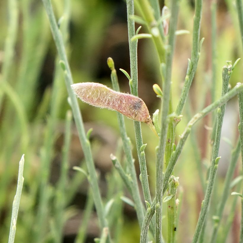 Cytisus × praecox (Colheita)