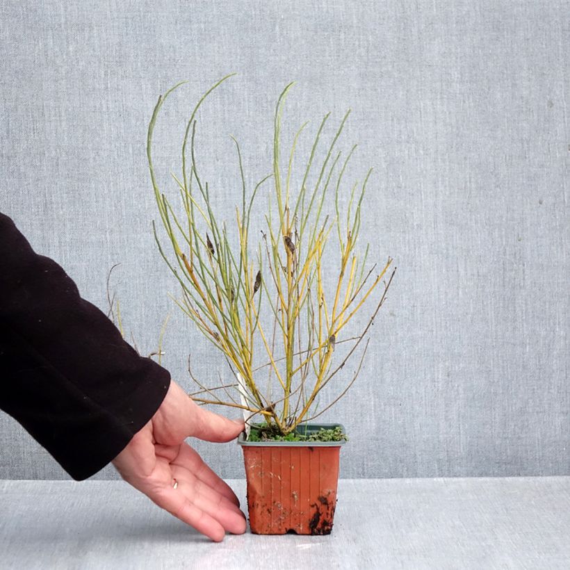 Amostra de Cytisus × praecox Vaso de 8/9 cm tal como entregue no outono