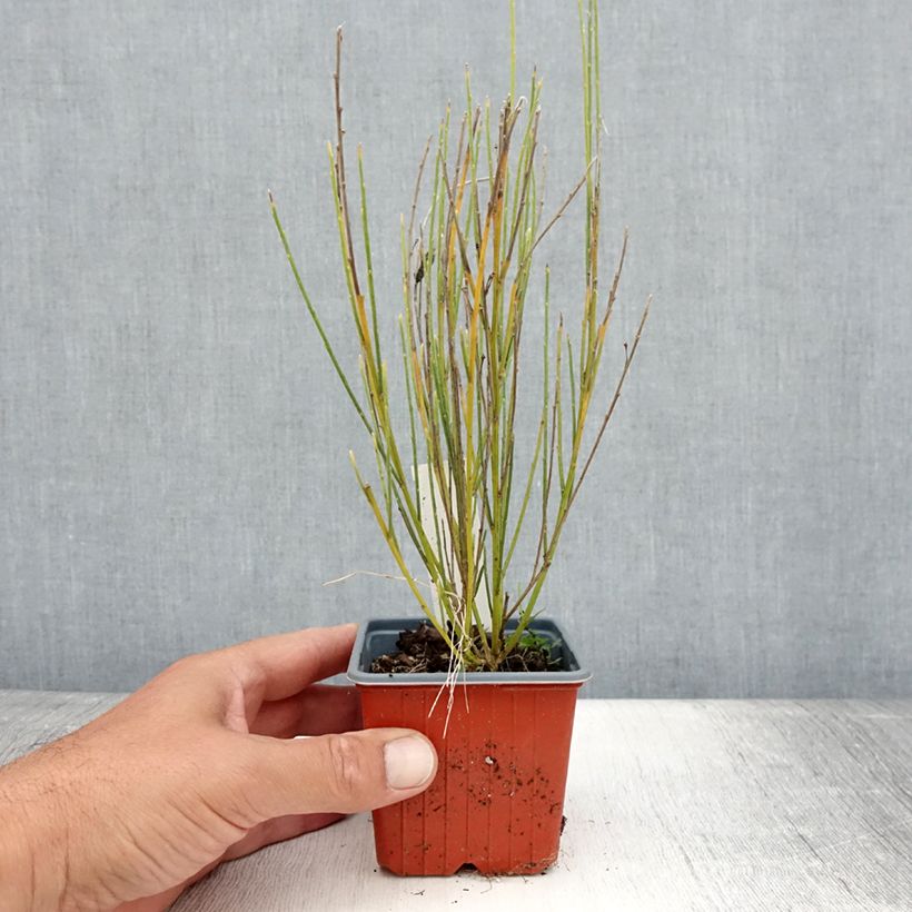 Amostra de Cytisus × praecox Vaso de 8/9 cm tal como entregue no verão