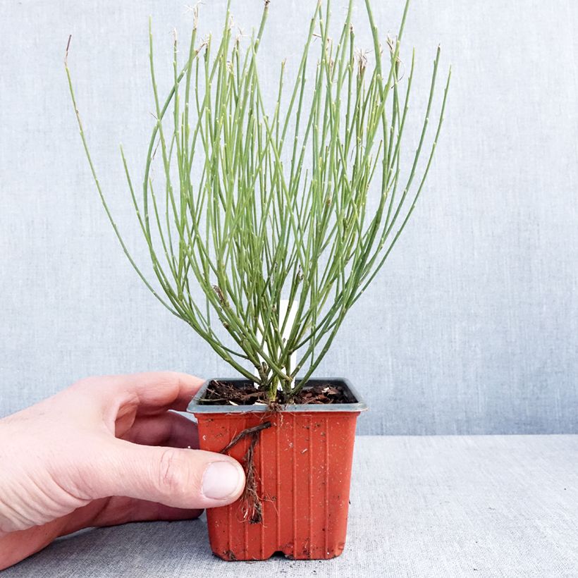 Amostra de Genêt précoce - Cytisus x praecox Vaso de 8/9 cm tal como entregue no inverno