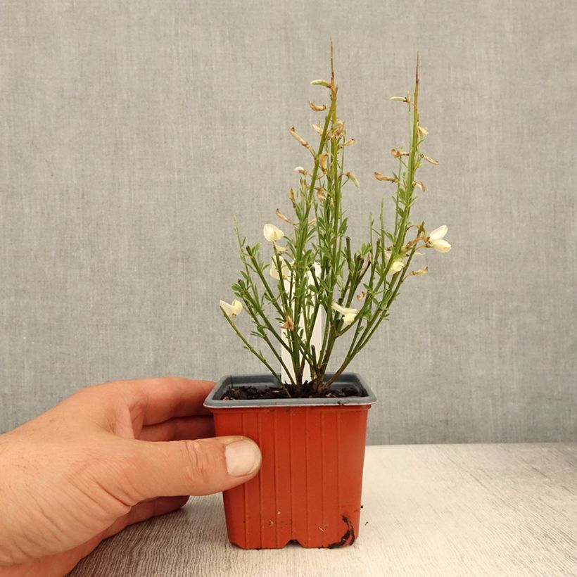 Amostra de Cytisus × praecox Vaso de 8/9 cm tal como entregue na primavera