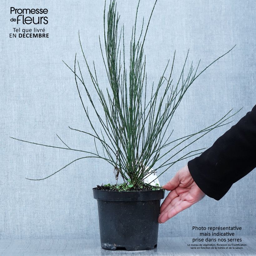 Amostra de Cytisus × praecox Vaso de 2 L/3 L tal como entregue no outono