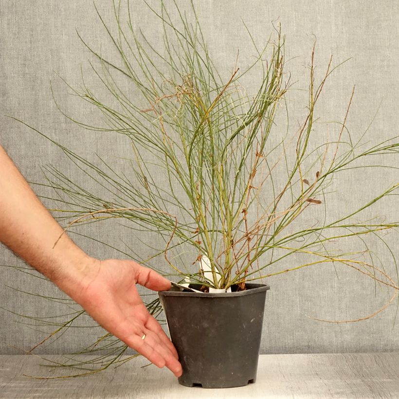 Amostra de Cytisus × praecox Vaso de 2 L/3 L tal como entregue no verão