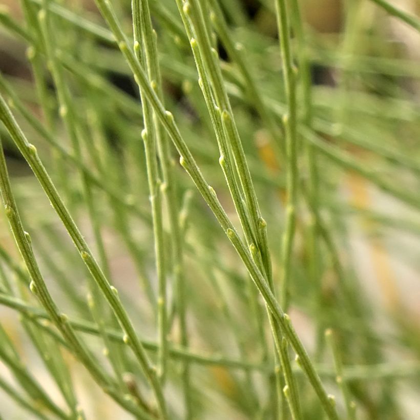 Cytisus × praecox (Folhagem)