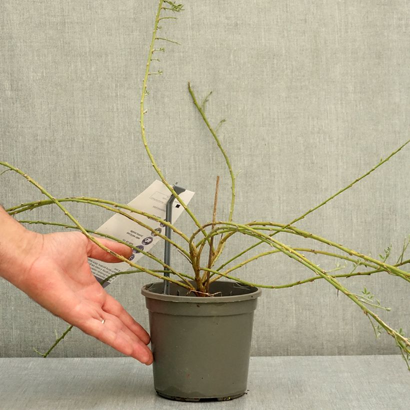 Amostra de Cytisus kewensis Vaso de 2 L/3 L tal como entregue no verão