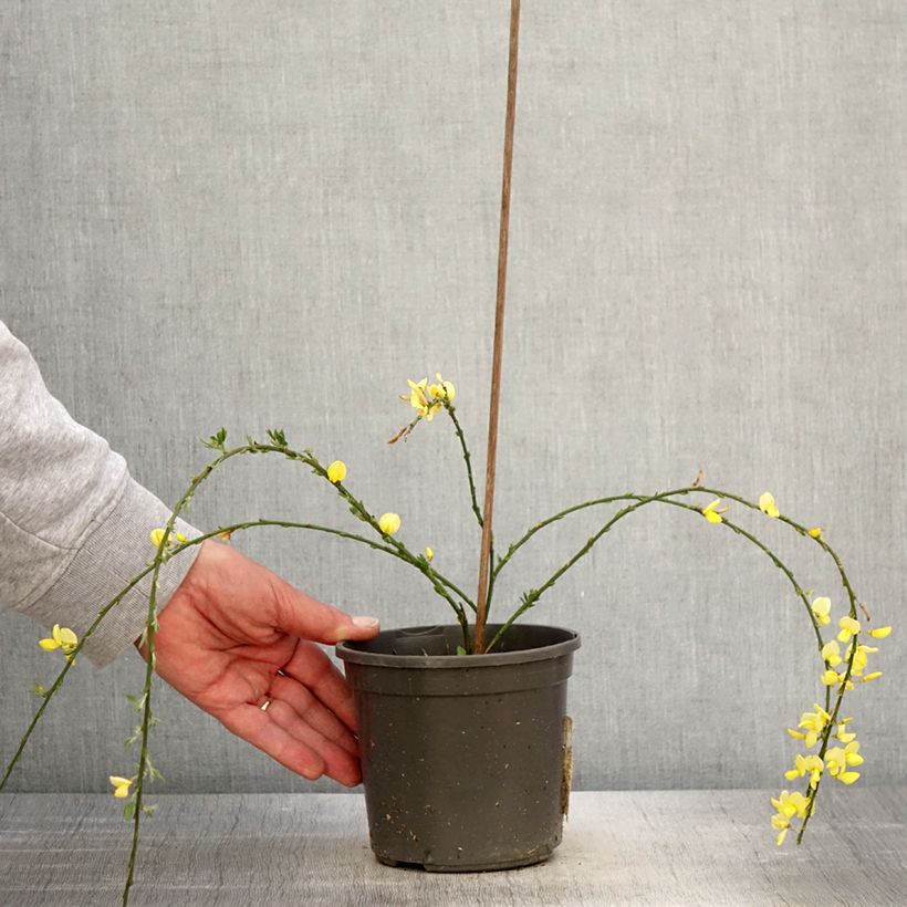 Amostra de Cytisus kewensis Vaso de 2 L/3 L tal como entregue na primavera