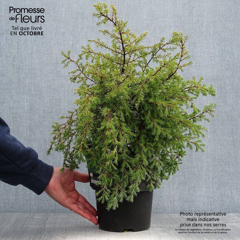 Amostra de Juniperus communis Gold Cone Vaso de 2 L/3 L tal como entregue no outono