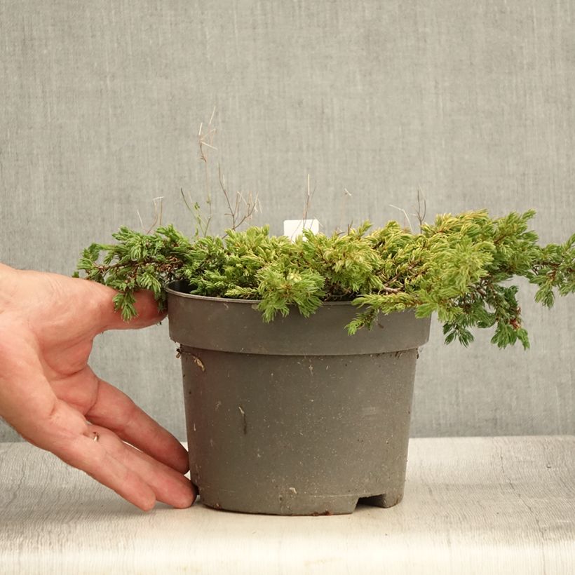Amostra de Juniperus communis Goldschatz Vaso de 2 L/3 L tal como entregue no verão