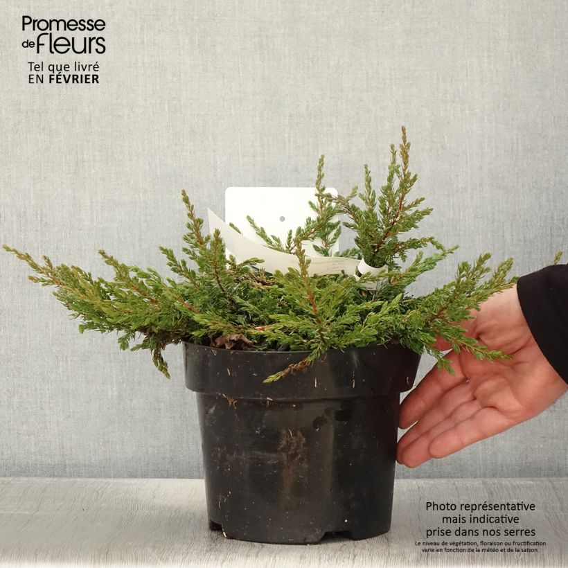 Amostra de Genévrier commun - Juniperus communis Goldschatz Vaso de 2 L/3 L tal como entregue no inverno