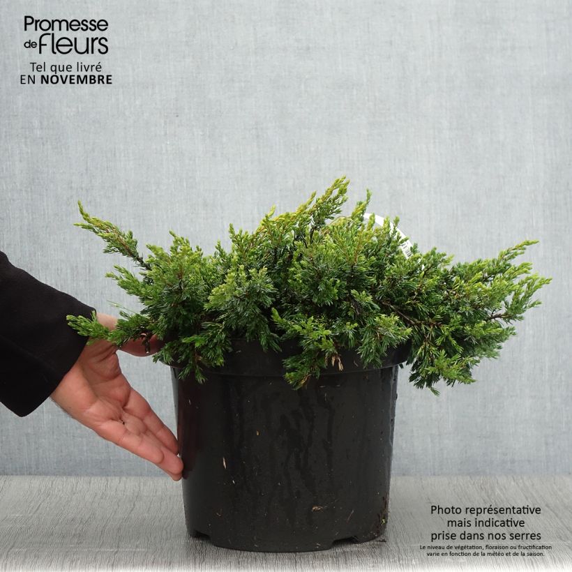 Amostra de Juniperus communis Goldschatz Vaso de 7,5 L/10 L tal como entregue no outono