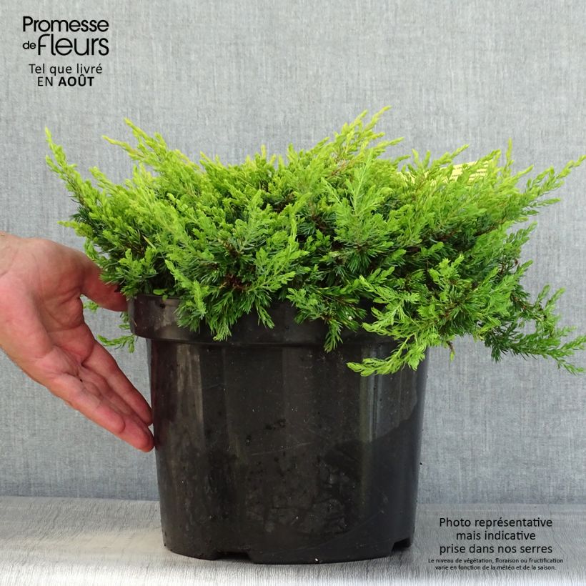 Amostra de Juniperus communis Goldschatz Vaso de 7,5 L/10 L tal como entregue no verão