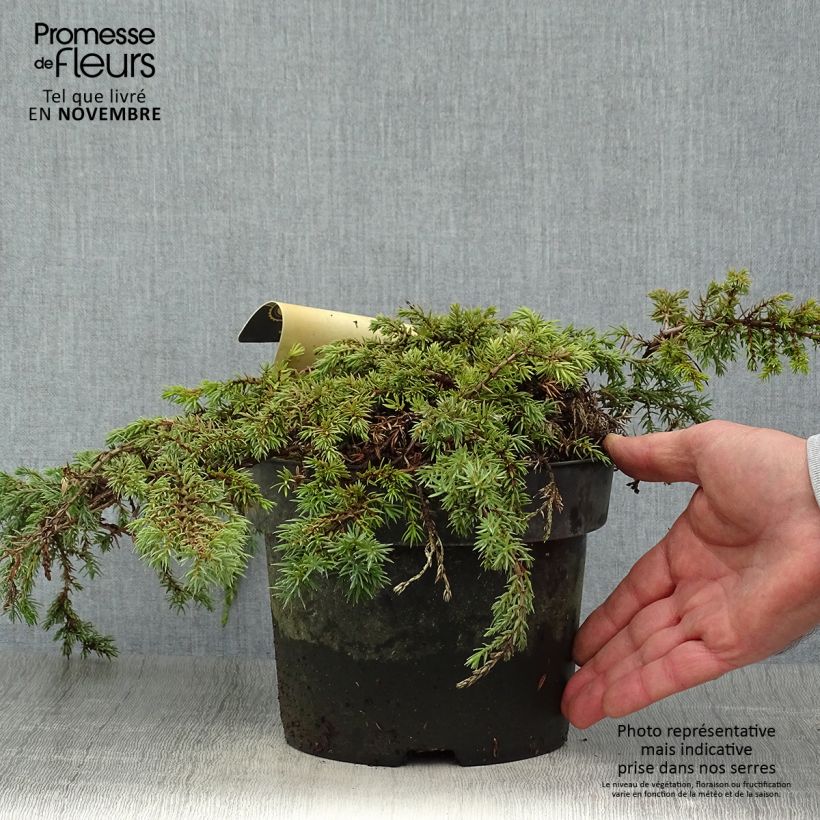 Amostra de Juniperus communis Green Carpet Vaso de 2 L/3 L tal como entregue no outono