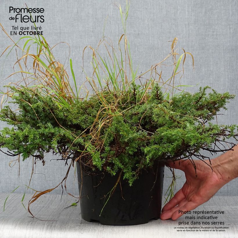 Amostra de Juniperus communis Green Carpet Vaso de 7,5 L/10 L tal como entregue no outono