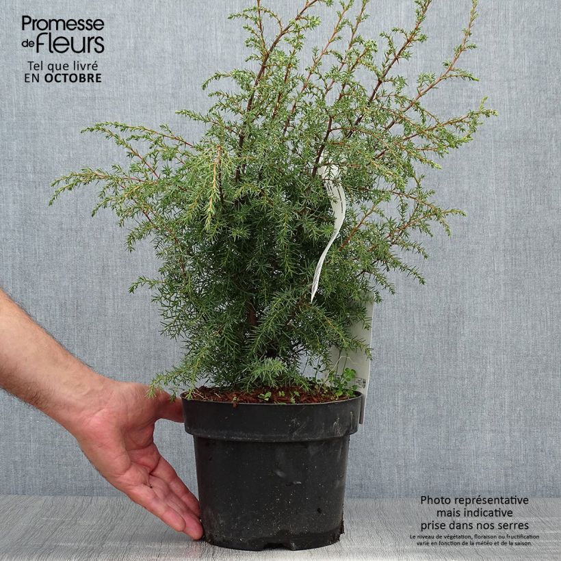 Amostra de Juniperus communis Hibernica Vaso de 2 L/3 L tal como entregue no outono