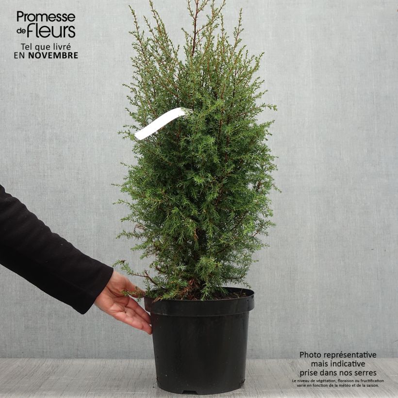 Amostra de Juniperus communis Hibernica Vaso de 7,5 L/10 L tal como entregue no outono