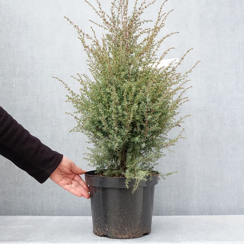 Amostra de Juniperus communis Hibernica Vaso de 7,5 L/10 L tal como entregue na primavera