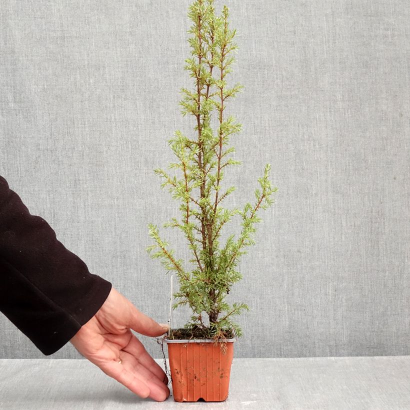 Amostra de Juniperus communis Hibernica Vaso de 8/9 cm tal como entregue no outono