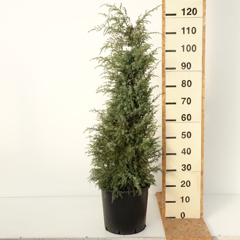 Amostra de Juniperus communis Pyramidalis Vaso de 12 L/15 L tal como entregue no outono